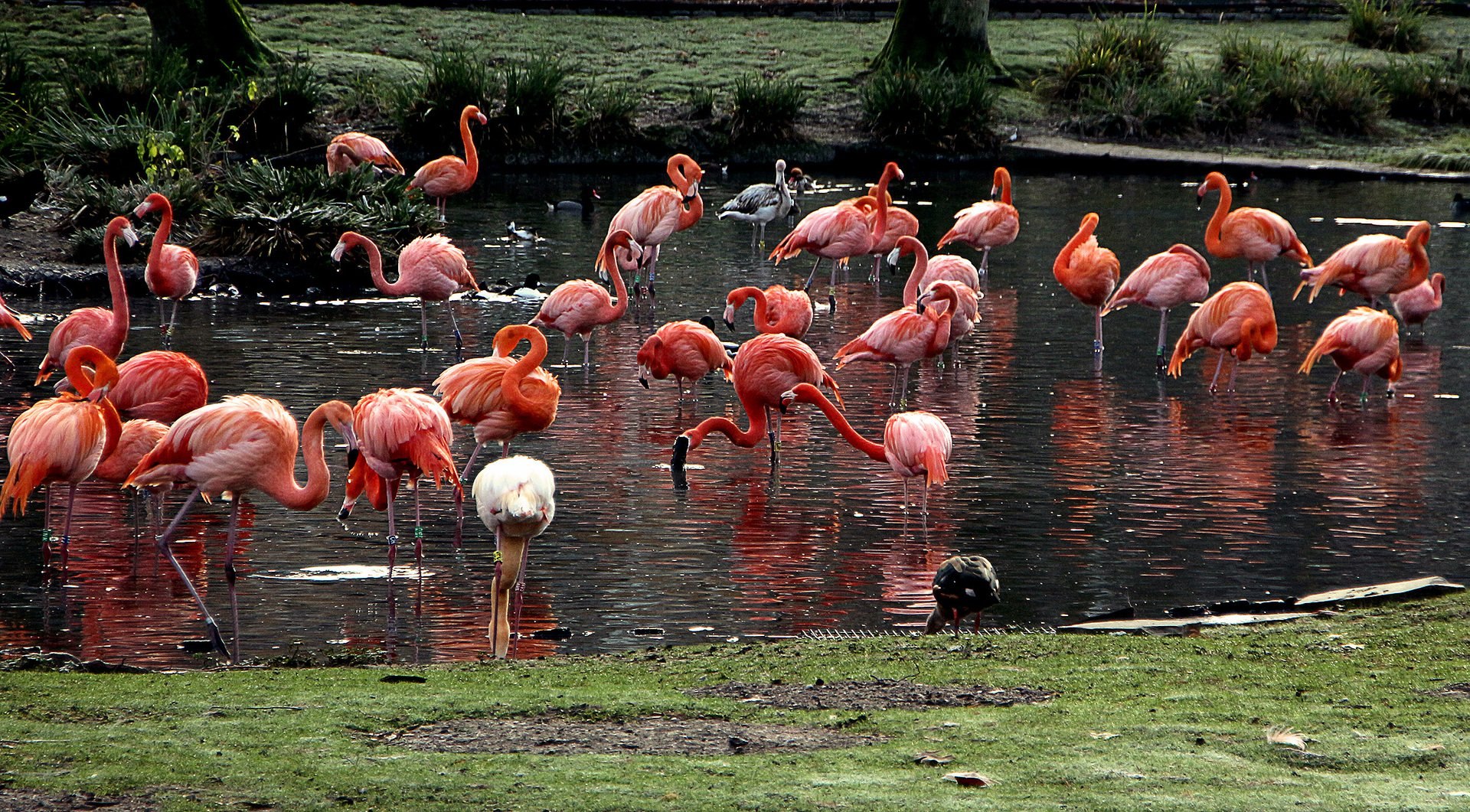 фламинго в московском зоопарке