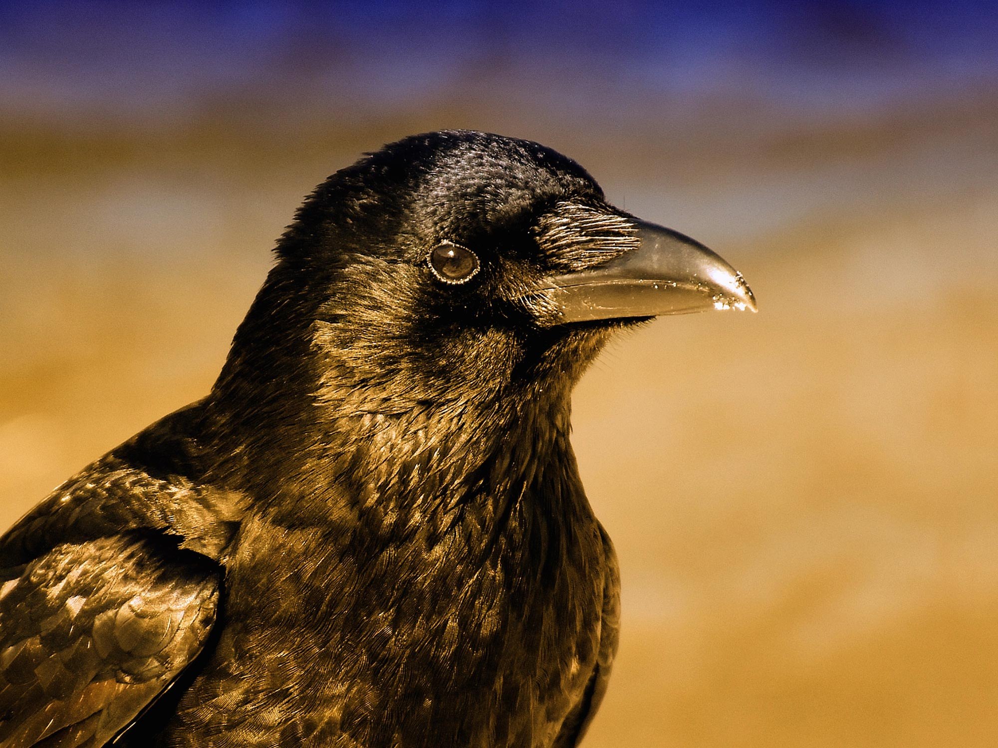 Можно ли назвать ворон умными птицами. Новокаледонский ворон. Новокаледонская ворона. Умные вороны. Ворон обыкновенный.