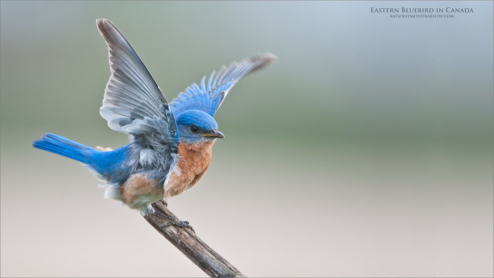 Птица вспорхнула с ветки. Маленькая синяя птичка. Птица порхает. Красивые маленькие птички. Птичка взлетает.