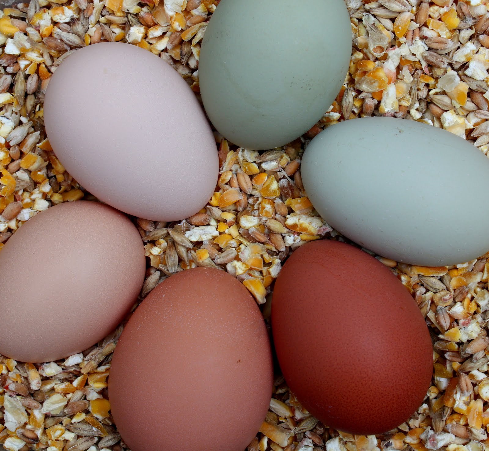 Яйца окрас. Амераукана яйца. Цвет яиц. Амераукана цвет яиц. Суссекс цвет яйца.