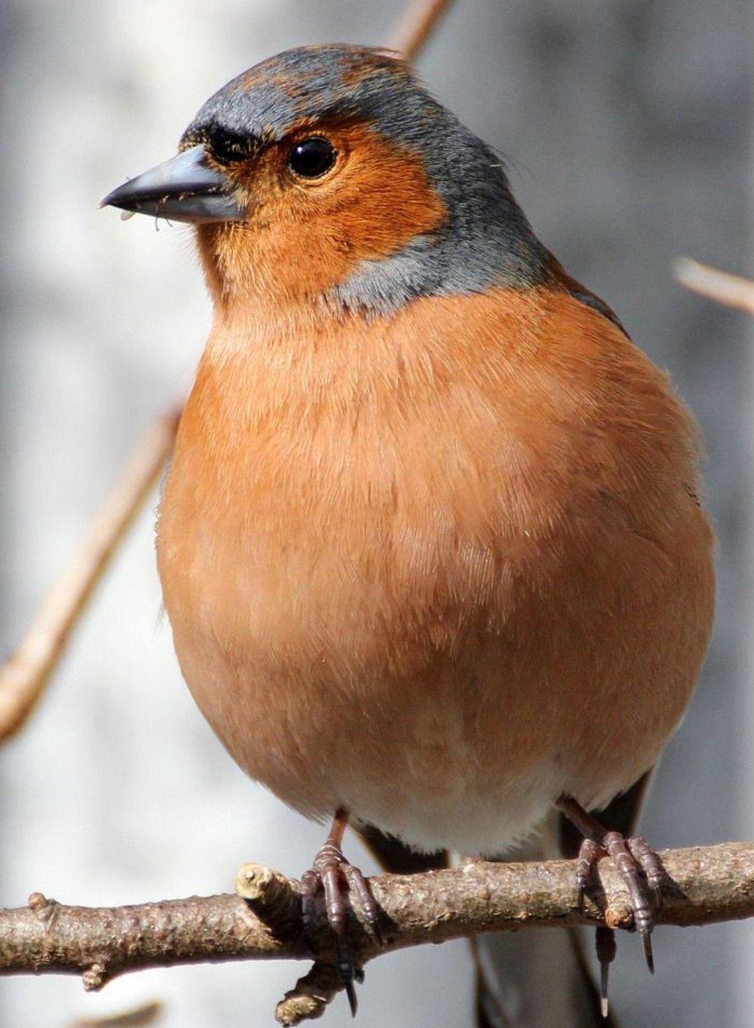 Птичка с оранжевым брюшком