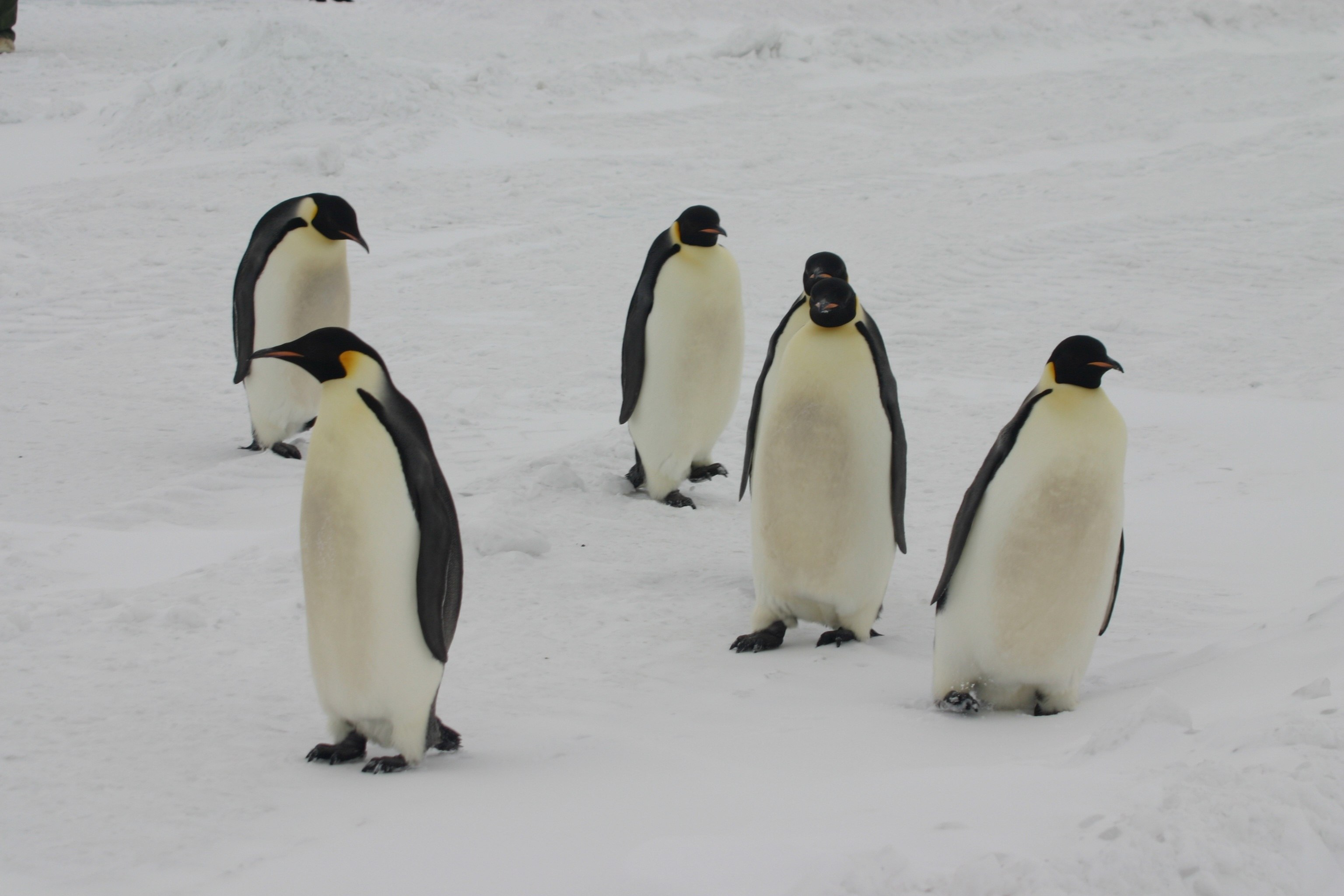 Пингвин воркута. Антарктический Пингвин. Пингвины в Антарктиде. Пингвины на севере. Интересное о пингвинах для детей.