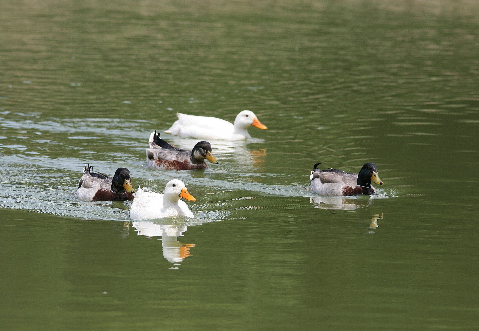 Ducks роли. Утки на воде. Утка белая. Утки плавают. Утки плывут.