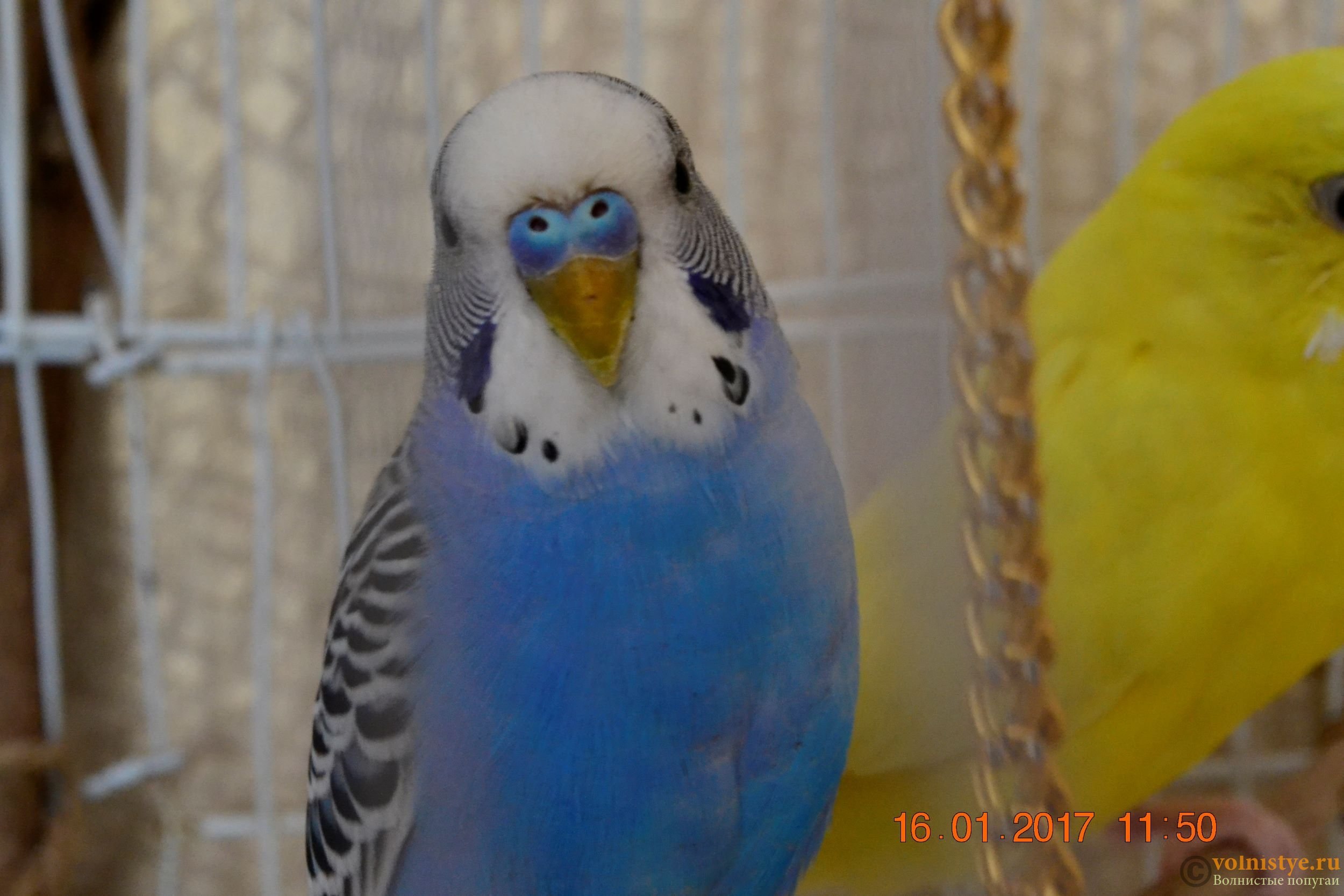 Как отличить волнистого. Восковица самца волнистого попугая. Волнистый попугайчик Возраст. Волнистый попугайчик синий самец. Самка волнистого попугая.