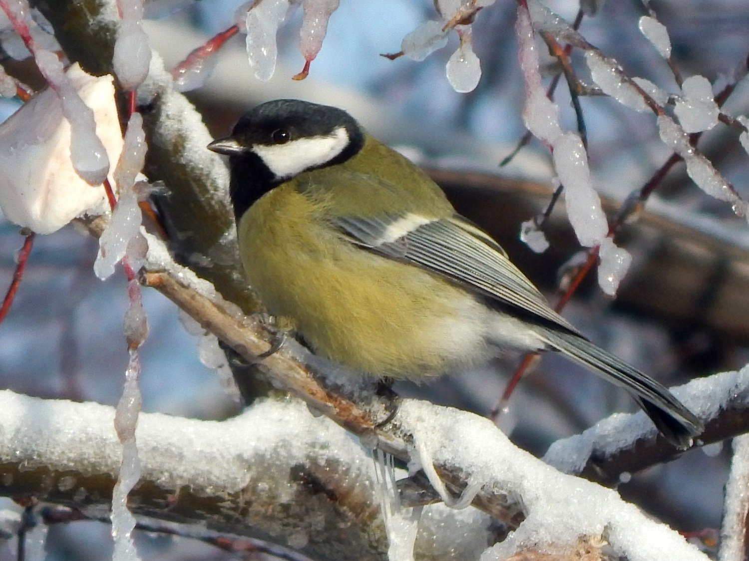 Птицы тверской области с названиями и фото зимующие