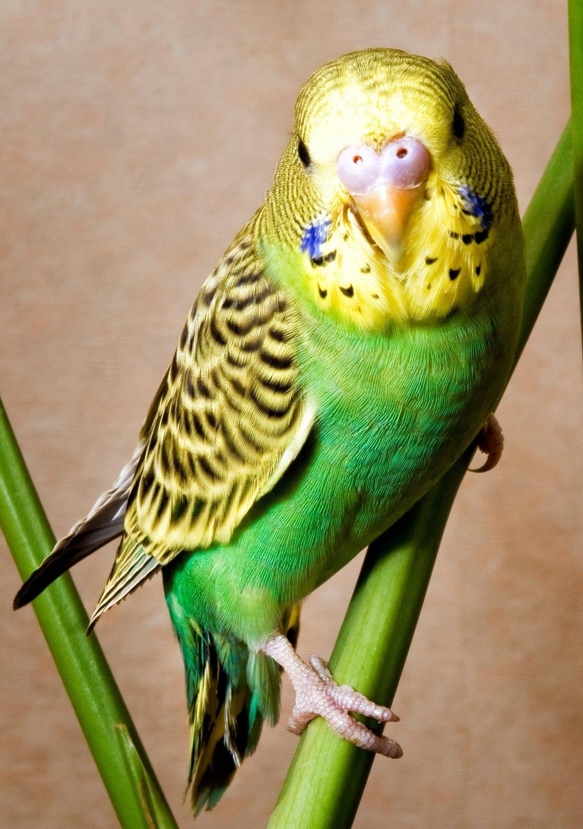Волнистый попугай фото. Попугаи волнистые попугайчики. Волнистый попугайчик зеленый. Попугай зеленый волнистик. Салатовый волнистый попугайчик.