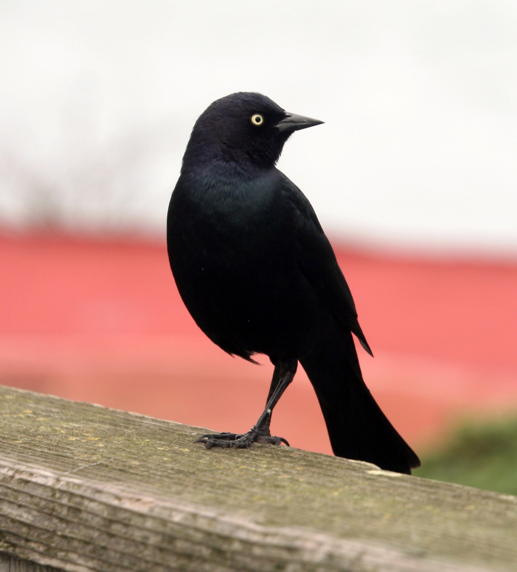 Черные птицы читать. Небольшая черная птичка. Маленькие черные птицы. Птицы черного окраса. Черная птичка с черным клювом.