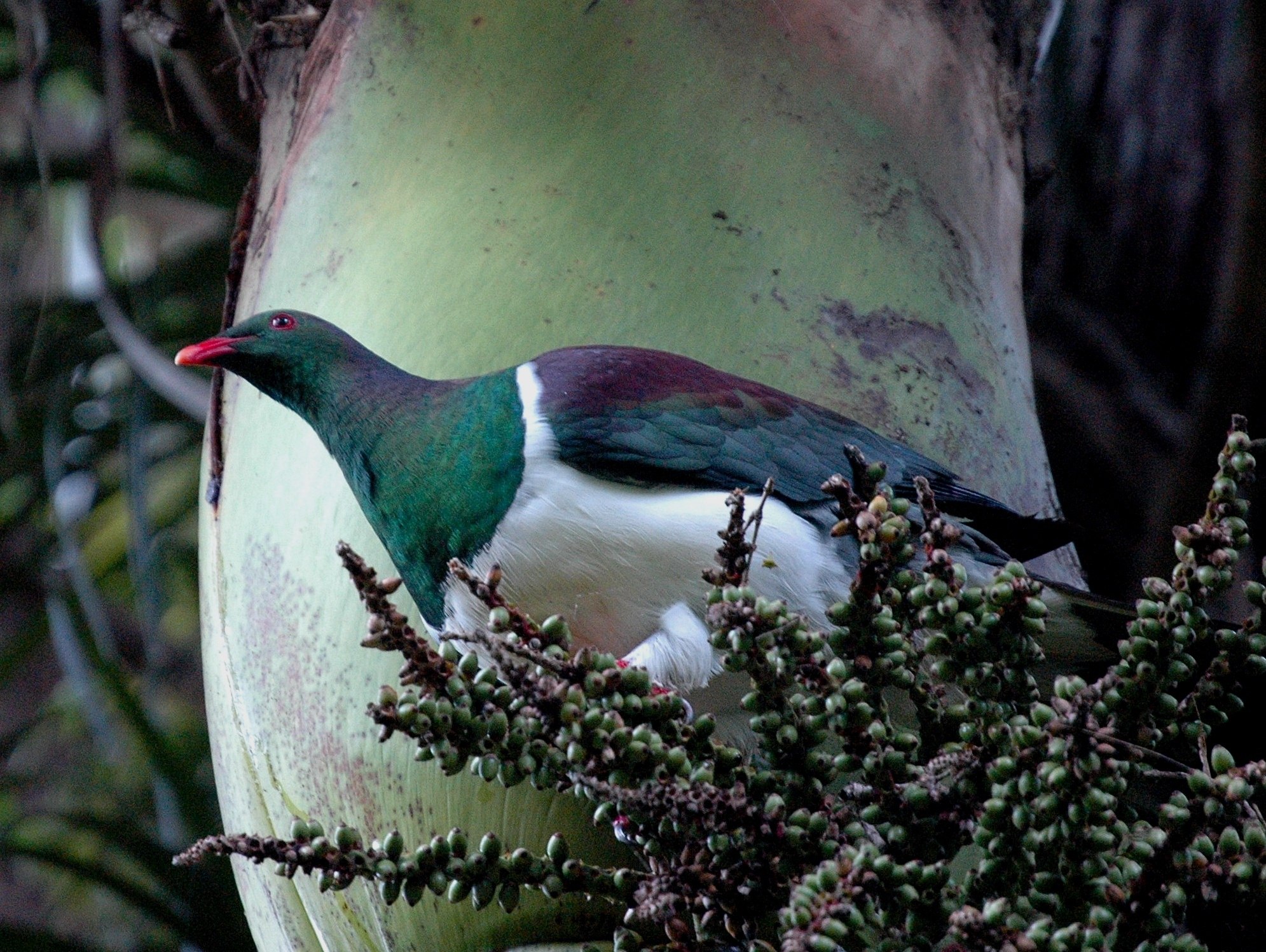 Птица с зеленой головой. Новокаледонский пестрый голубь. Японский зеленый голубь. Полосатохвостый зелёный голубь. Мадагаскарский зеленый голубь.