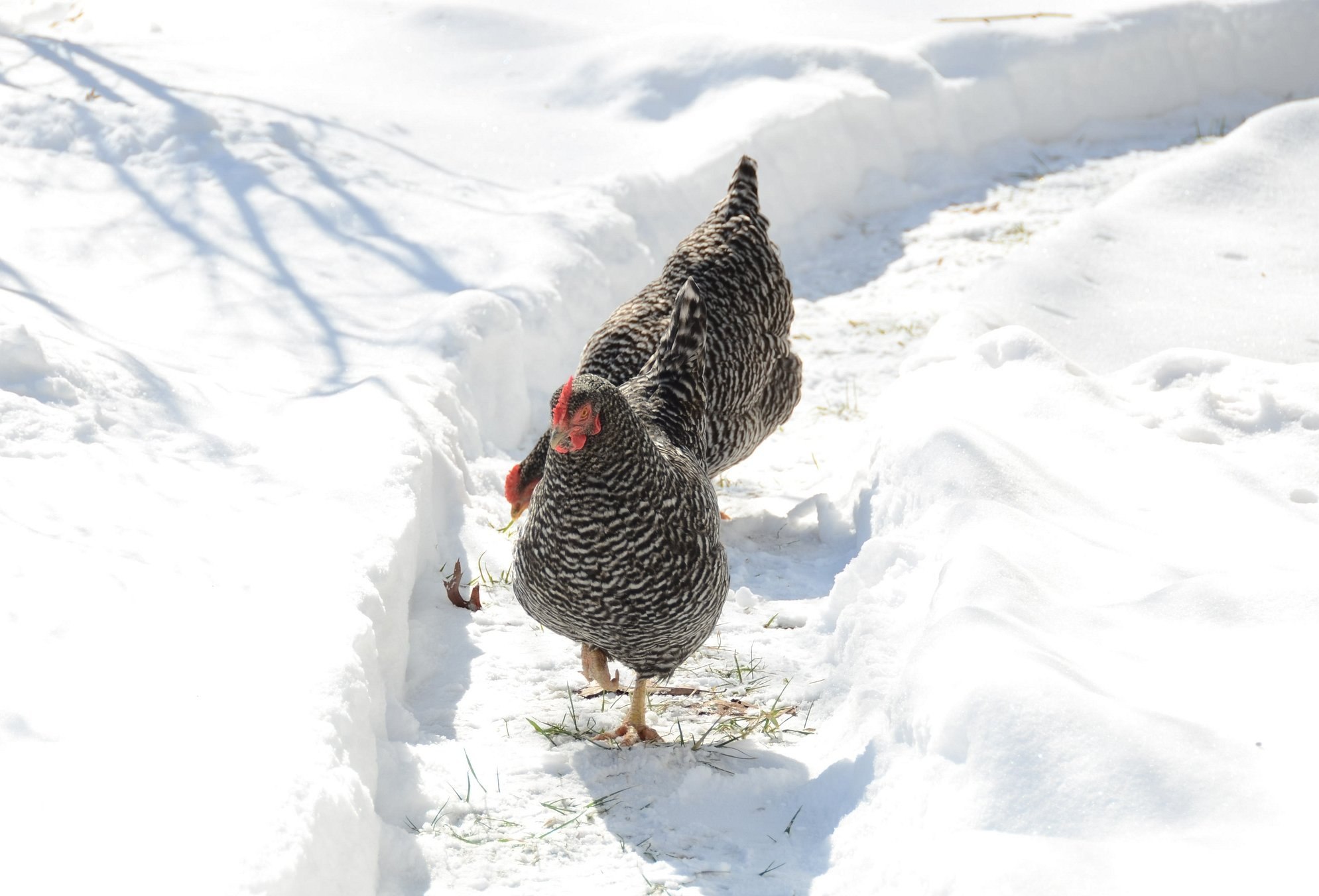 Зимние куры несушки. Курица в снегу. Курица зимой. Куры на снегу. Куры зимой.