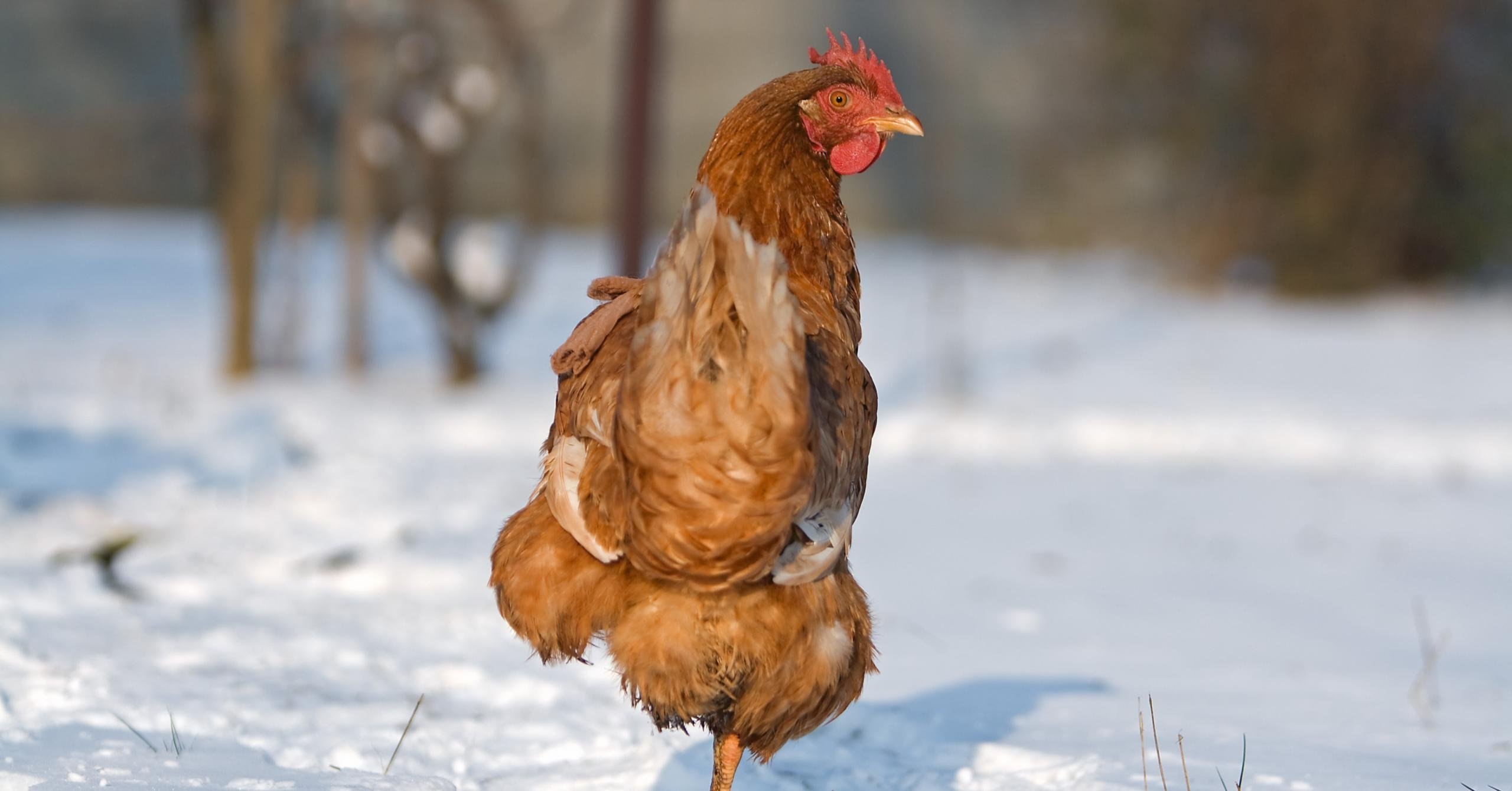 фото домашних птиц куриц зимой много