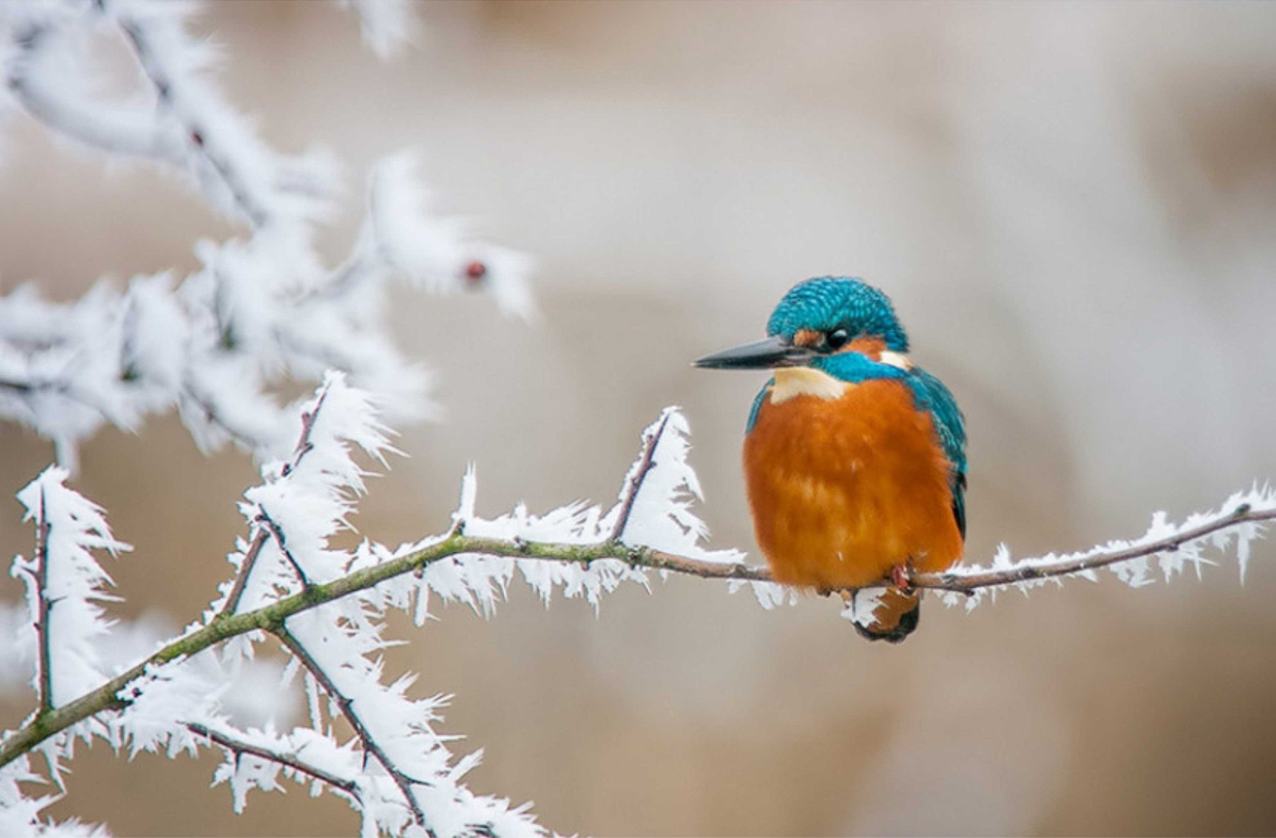 Зима животные и птицы