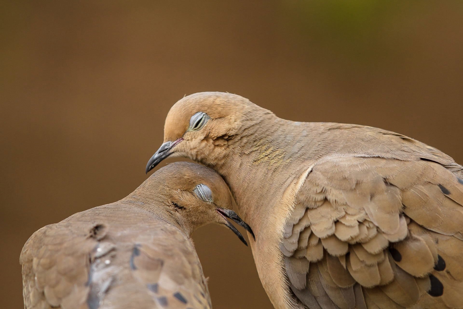 Animal coupling. Поцелуй птиц. Пара птиц. Птица любви. Птицы обнимаются.