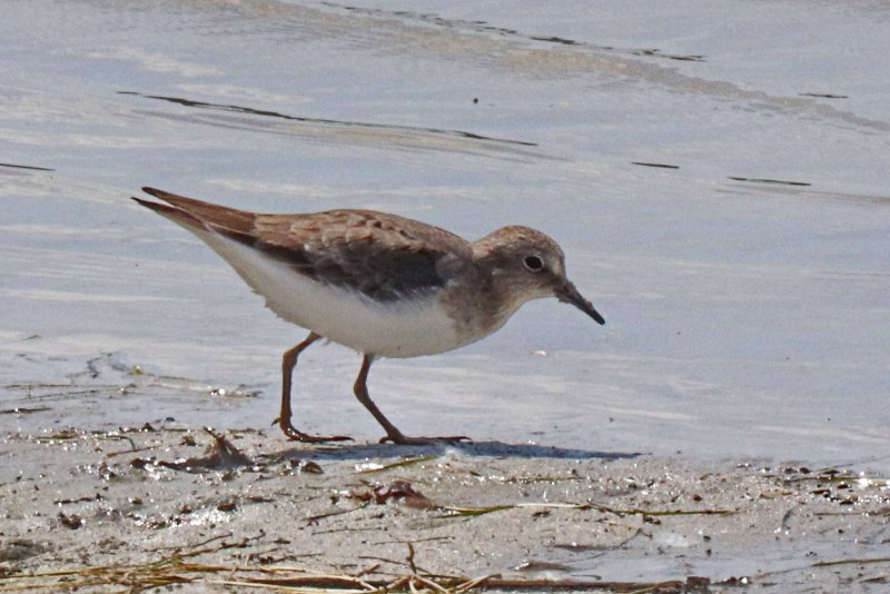 Calidris ruficollis