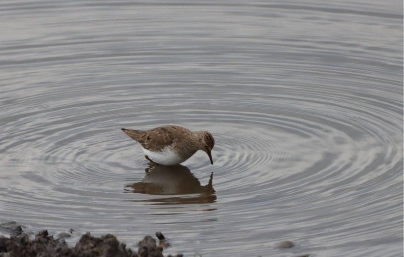 Белохвостый песочник Calidris temminckii