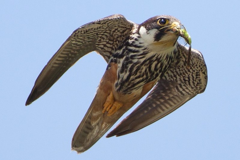 Falco chicquera