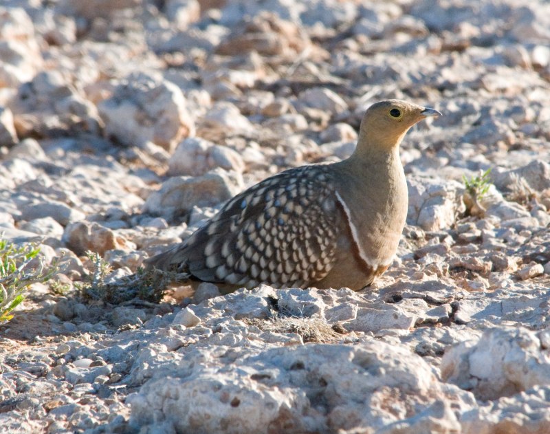 Pallas's Sandgrouse (Syrrhaptes paradoxus)