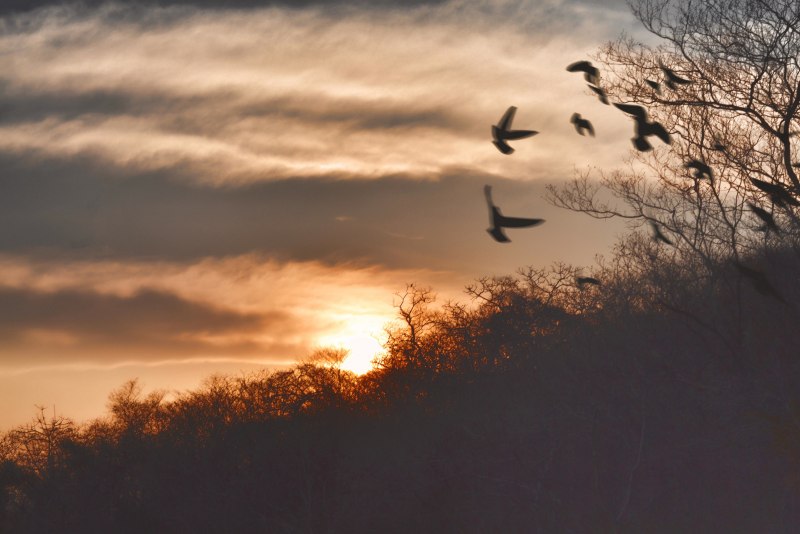 Blue Sky with Birds