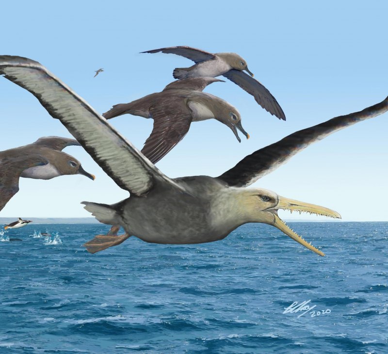 Pelagornis sandersi