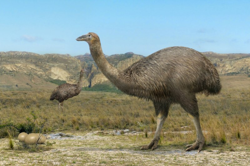 Эпиорнис Aepyornithidae