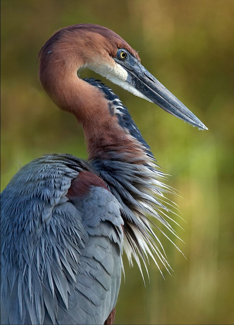 Goliath Heron