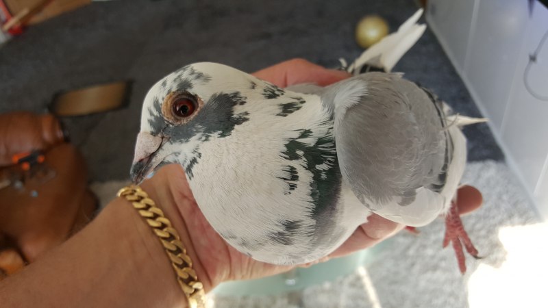 Африканский страус лапы