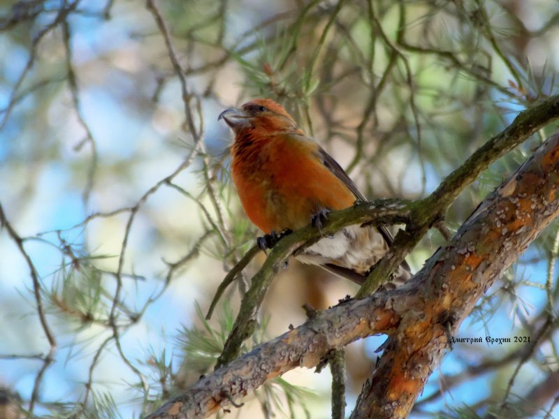 Свиристель (Bombycilla garrulus)