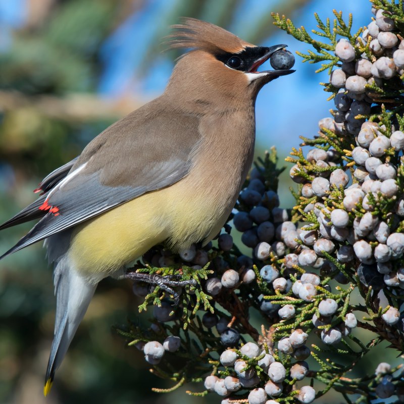 Свиристель обыкновенный (Bombycilla garrulus)
