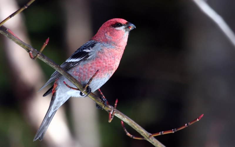 Dumetella carolinensis