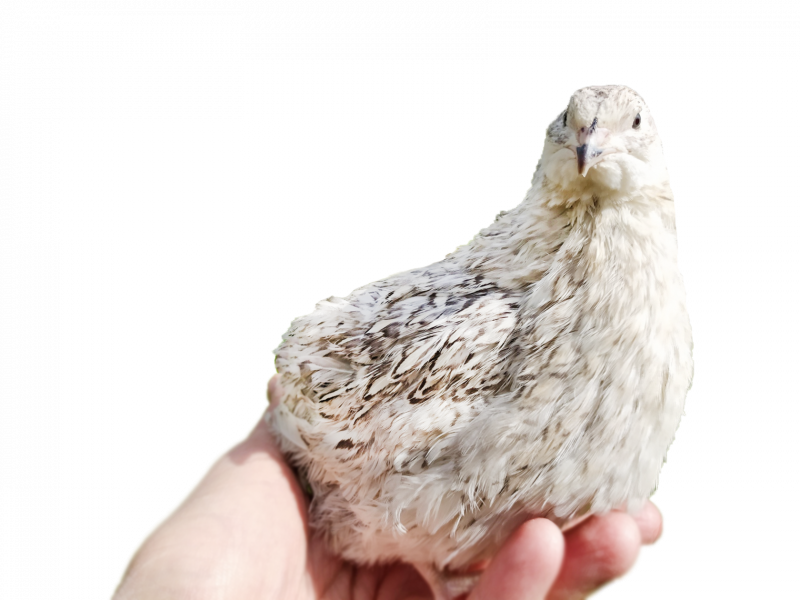 Growing Quails