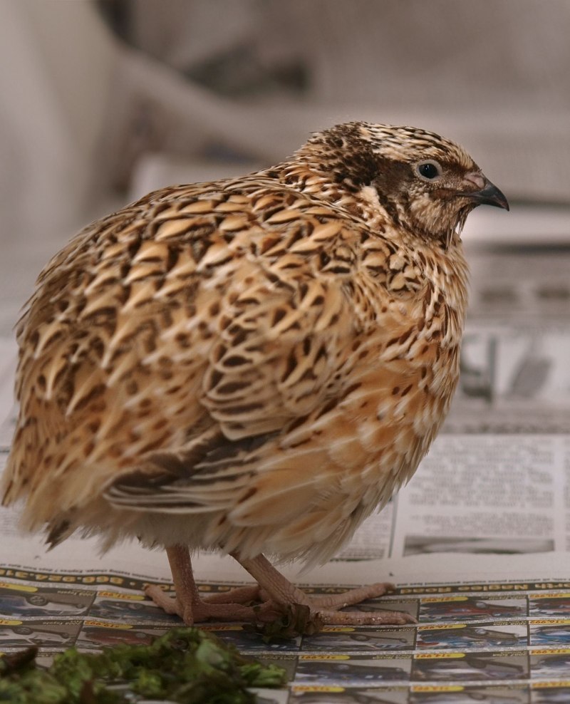 Перепел-Арлекин / Coturnix delegorguei