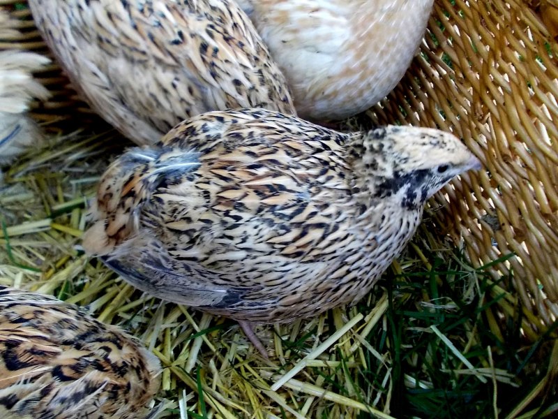Перепел-Арлекин / Coturnix delegorguei