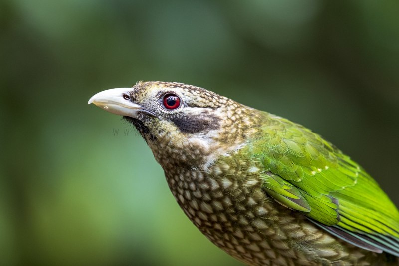 (Ailuroedus melanotis)