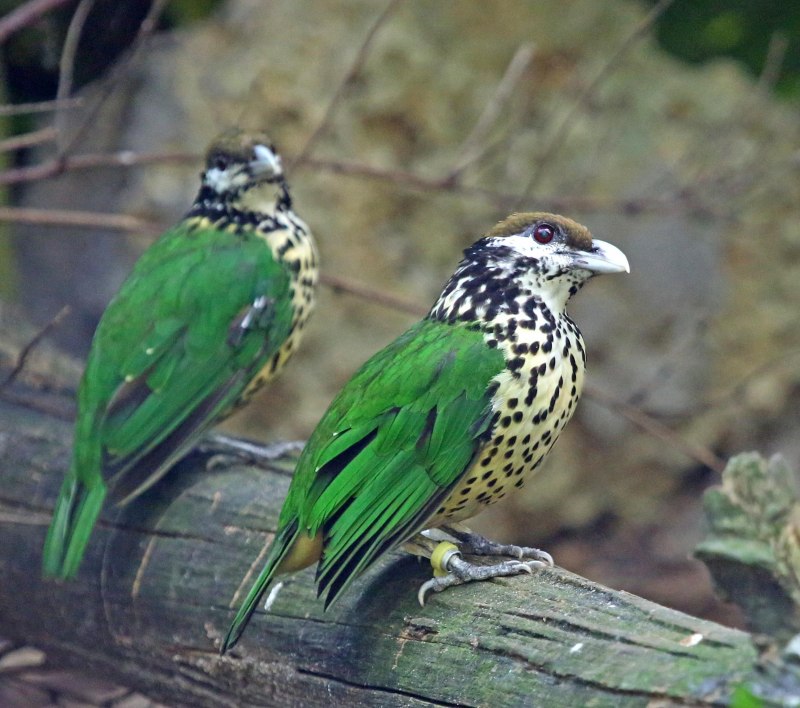 Green Catbird - (Ailuroedus crassirostris)