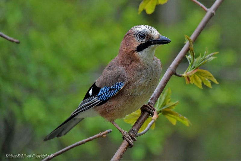 Gymnorhinus cyanocephalus
