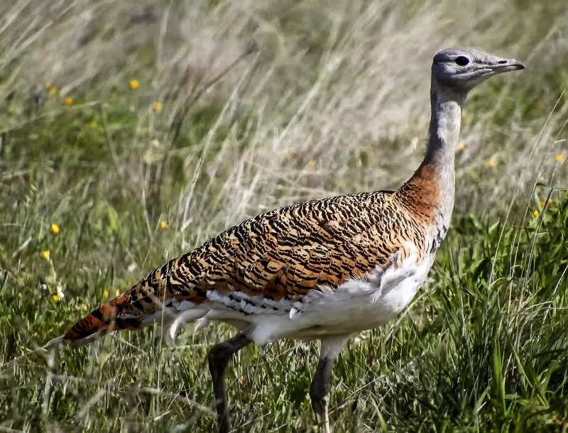 Chlamydotis macqueenii