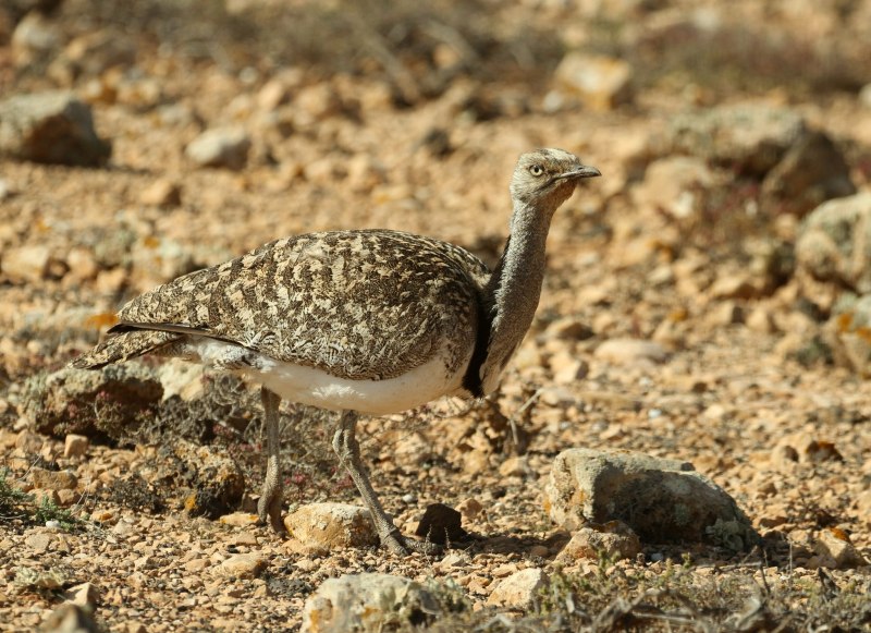 Houbara Bustard