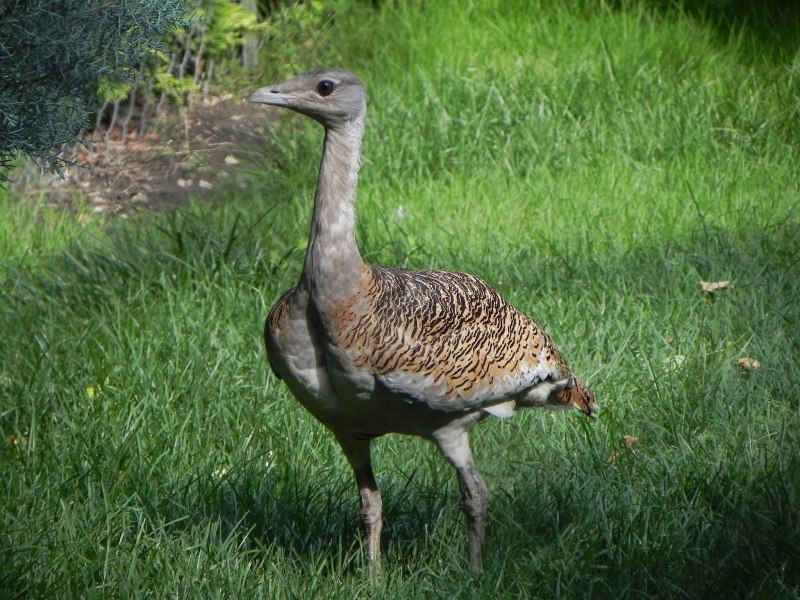 Дрофа (Otis tarda dybowskii)