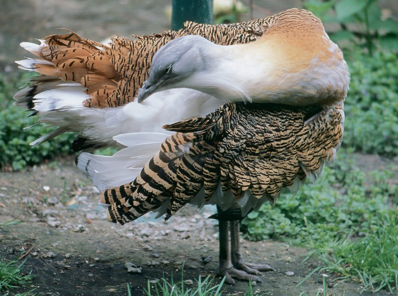 Дрофа (Otis tarda)