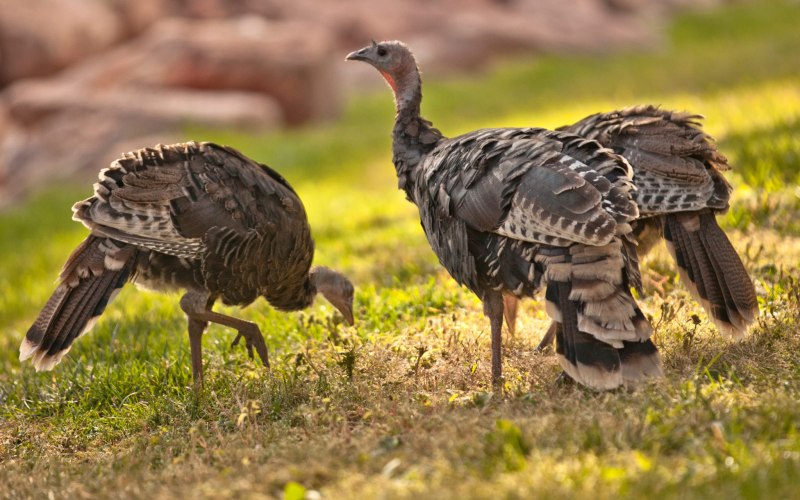 The great Bustard (Otis tarda)