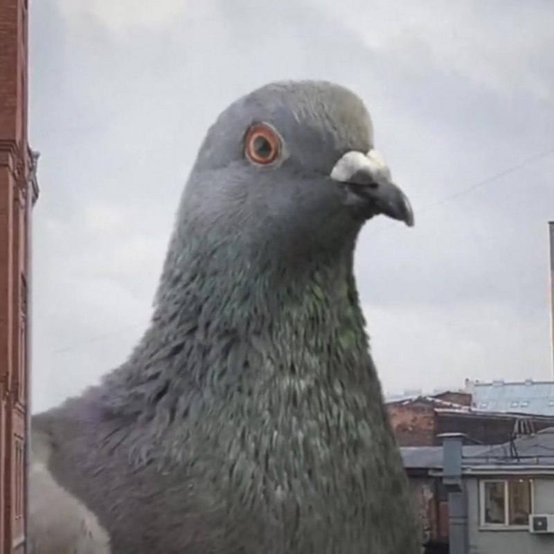 Огромный голубь