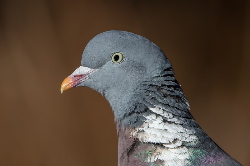 Columba inornata