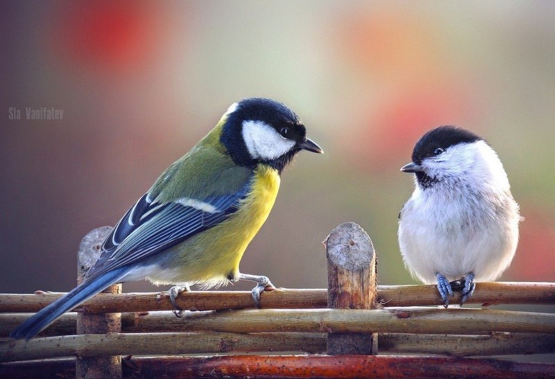 Parus Major синица большая самка