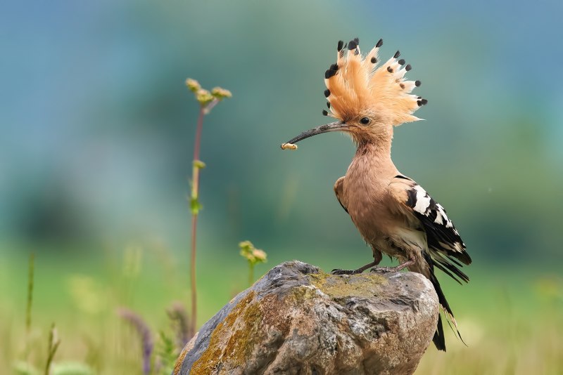Удод (Hoopoe)