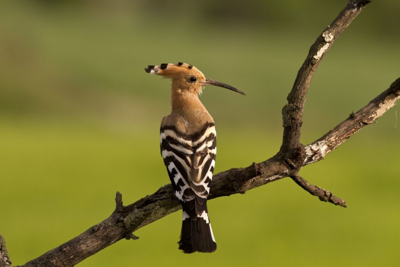 Удод (Hoopoe)