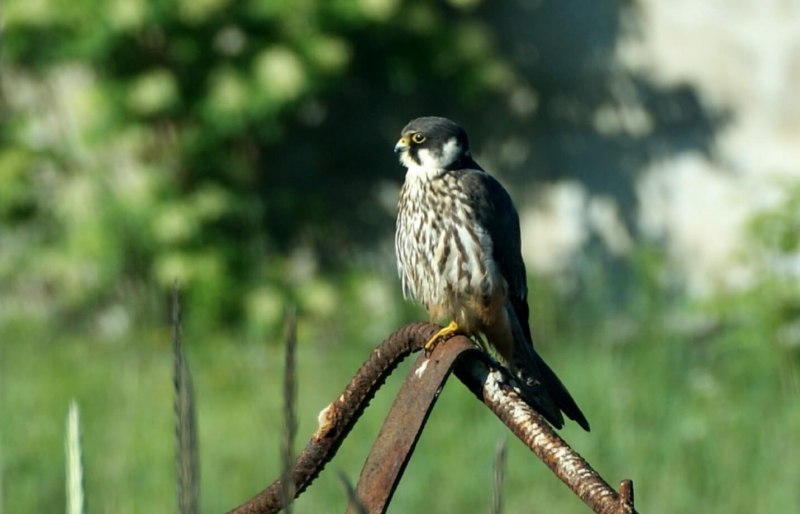 Дербник (Falco columbarius)