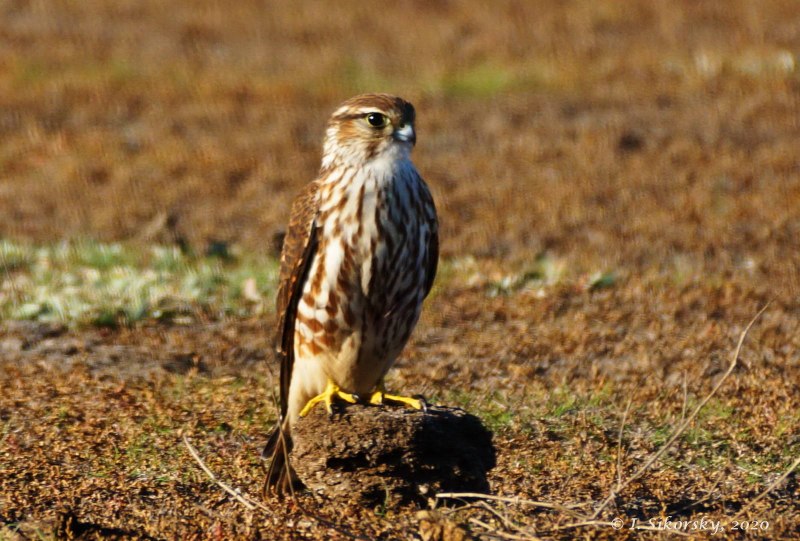 Falco columbarius lymani