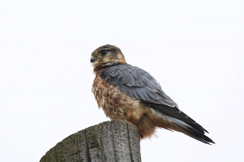 Дербник (Falco columbarius)