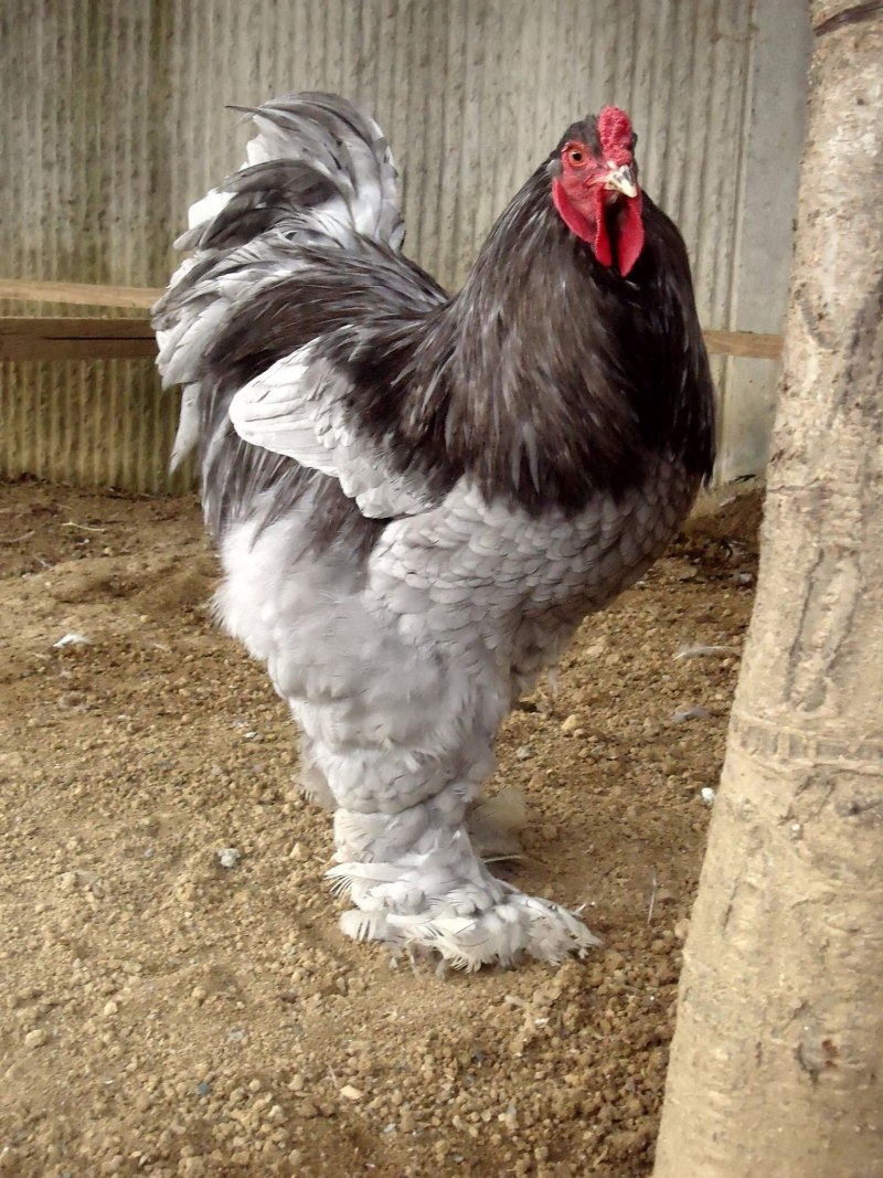 Породы кур Брама мраморные