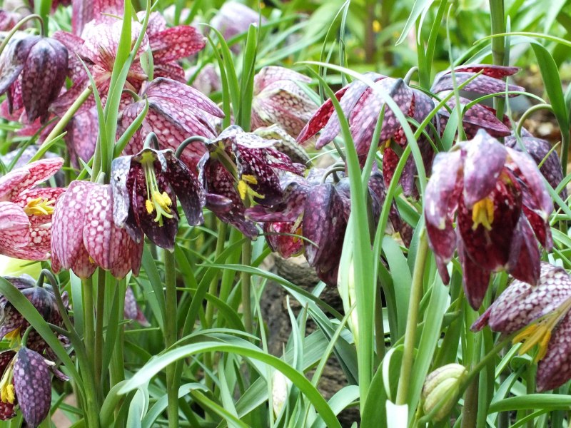 Рябчик (Fritillaria)