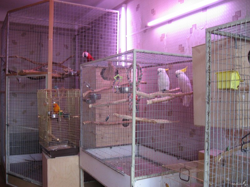 Фото Какаду в клетке в маленькой комнате.